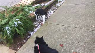 Schipperke Dog Attacked by Evil Nemesis Kitten by Schipperke Munchie 2,109 views 6 years ago 25 seconds