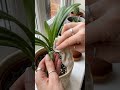 MEALYBUG AURA INNIT
