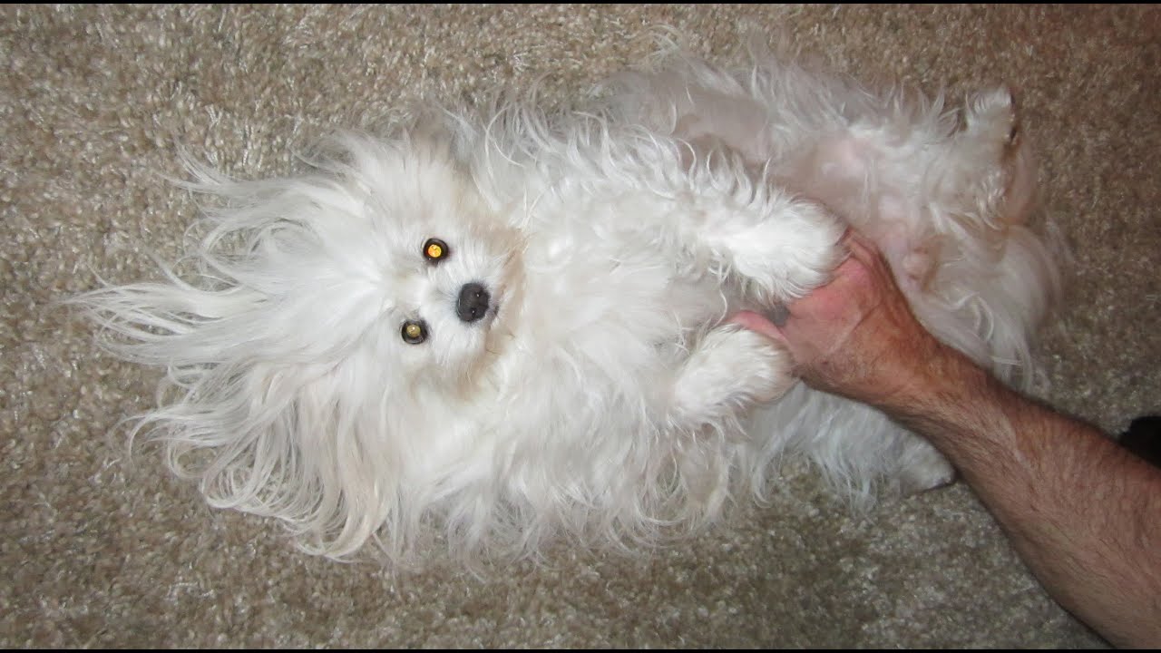 pomeranian and maltese