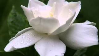 くちなしの花
