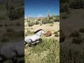 Wild Horses vs Desert Beasts Xp13 #shorts  #carreview