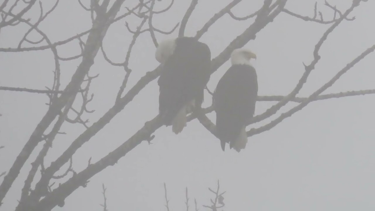 12/13/25 - Riverbend Eagles in the nest tree during the flood