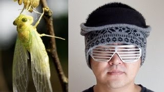 蝉の羽化のタイムラプスとダブステップを合わせてみた Dubstep and Emergence of Cicadas セミはダブステップで踊れるか