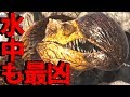 怪鳥ドードーレックスは海の中でも大暴れ！ARK　PS4版　其の７７　Yロウのアークサバイバルエボルブド