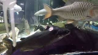 Synos rasped quarter-size hole in 16" sun catfish; for 2 months mahseer mouthed it; skins in 9 days!