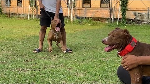 KING FLOKI WANTED TO BE ATTACKED BROKLIN !!️ MUSSO IMMEDIATELY ANGRY