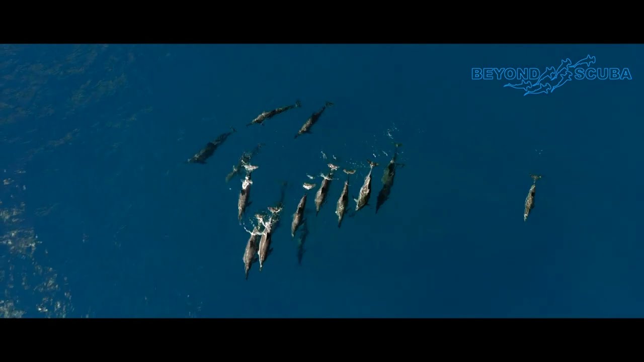 Long-Snouted Spinner Dolphins (Stenella longirostris)