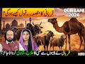 Qurbani in Islam: Purpose, Acceptance & Real Rules Explained | Qurbani 2026 | Discover Pakistan
