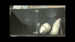 Rat Saves Its Soaked Cage Mate
