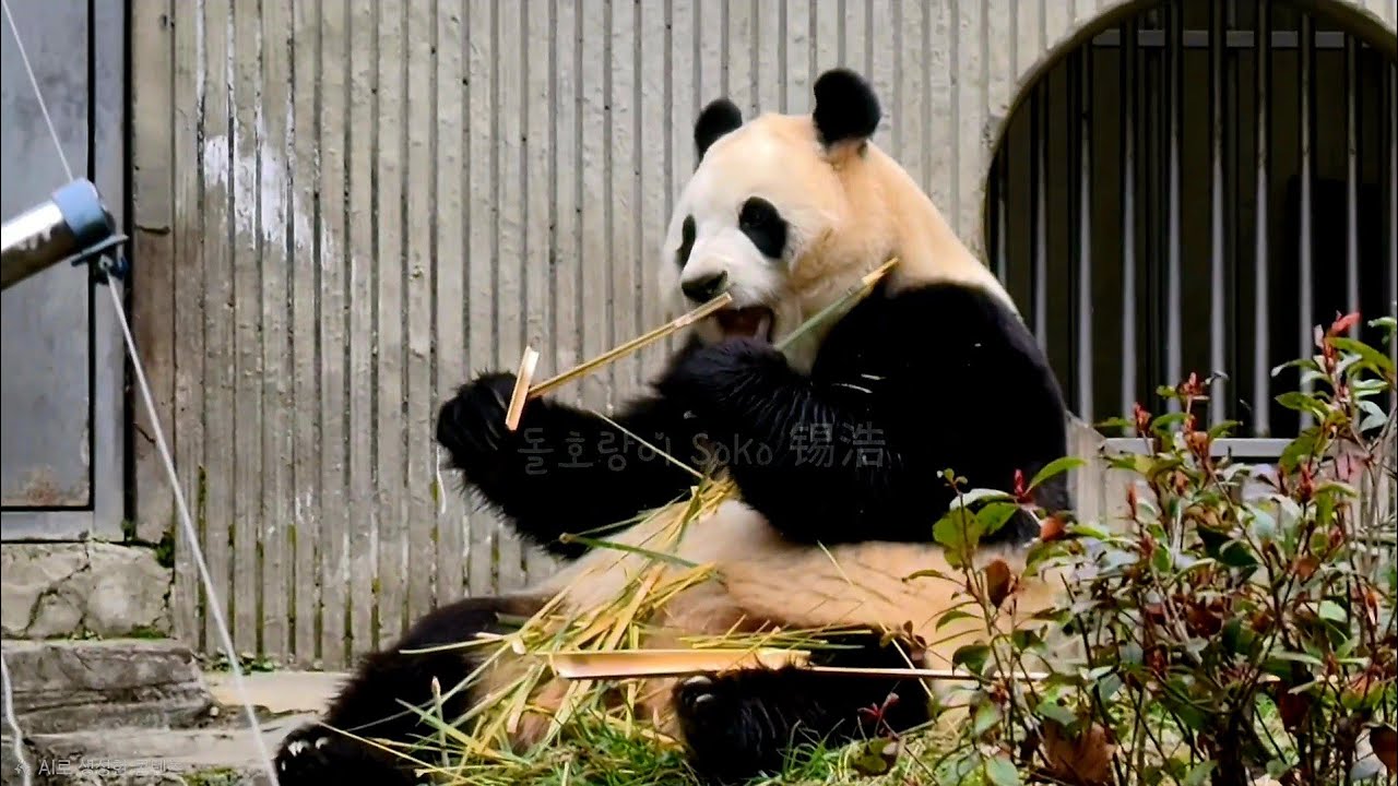 푸야 배위에 대나무 껍질 쌓인것 좀 보세요ㅋㅋㅋ | 2월 25일 오전(푸바오 실시간) Panda Fubao