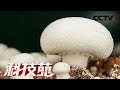 《科技苑》 20180224 令人震撼的蘑菇工厂 | CCTV农业