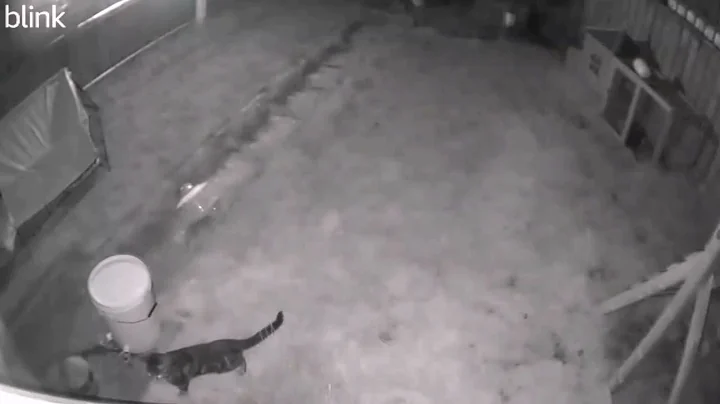 Video 9071991: bengal cat hunting, bengalcat, chicken fight, fighting attack