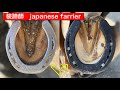 装蹄師　japanese farrier