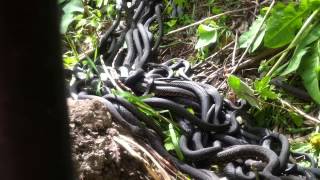 видео Клубок змей