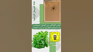 لطرد العناكب من المنزل 