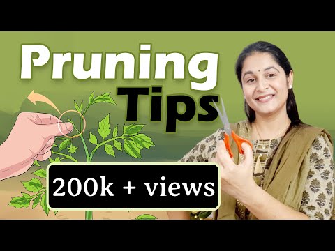 Video: How to Grow Ginseng (with Pictures)