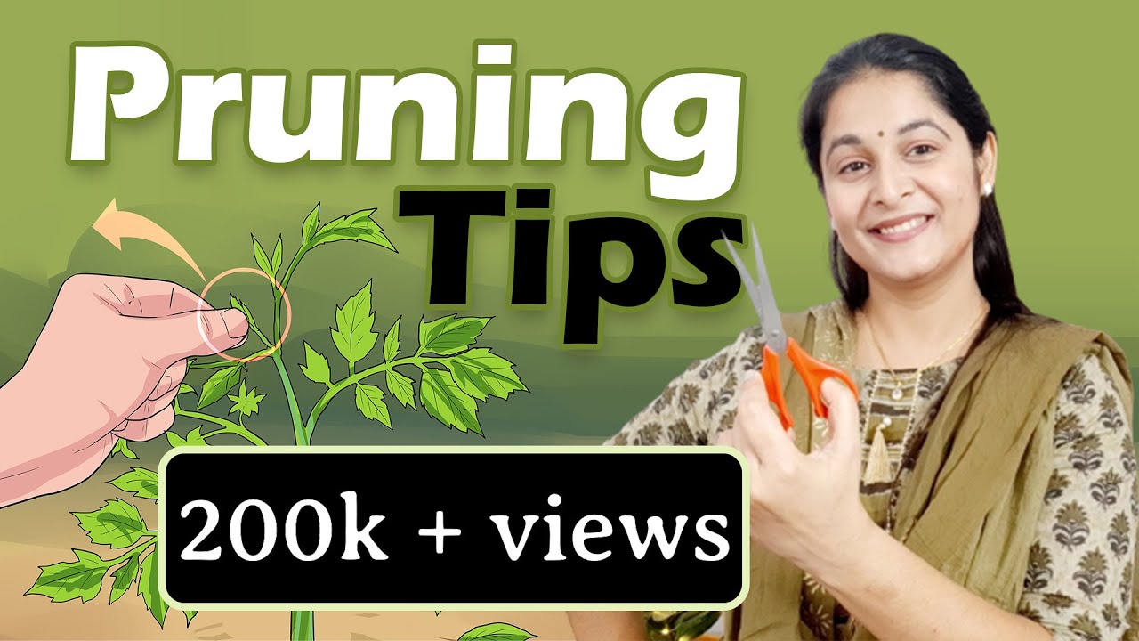 Pruning of Plants | Right Time to Prune | Types & techniques of Pruning #cutting #pruning #gardening