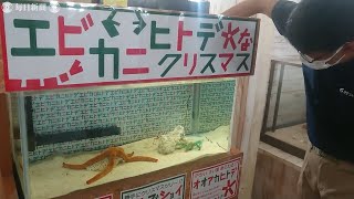 サンタ役なのにケンカっ早い…　水槽もクリスマスモードに　静岡の水族館