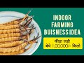 Indoor Farming Business Idea and setup - Keeda Jadi #keedajadi #farming #businessideas 