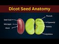 Understanding Dicot Seeds