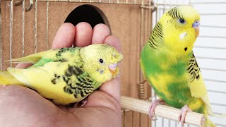 Sarı Tepeli Muhabbet Kuşu Yavruları Kuş Odası Güncel Durum