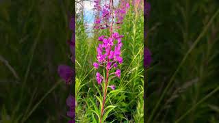 Fireweed wild edible ไฟวีด ผักป่ากินได้ทุกส่วนยกเว้นราก #ผักป่ากินได้
