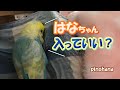 【おしゃべり】セキセイインコが大好きなオカメインコのお宅訪問です