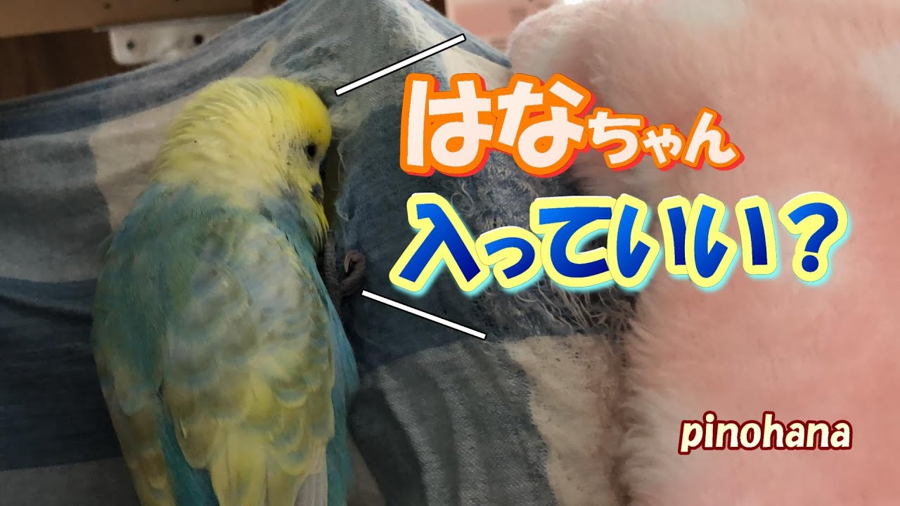 おしゃべり】セキセイインコが大好きなオカメインコのお宅訪問です
