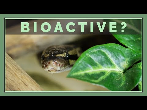 Should you go Bioactive with Reptiles and Amphibians?