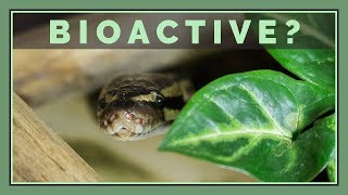 Should you go Bioactive with Reptiles and Amphibians?