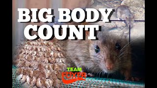 BIG body count Ratting, probably the best ever!