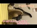 うちの子27日目。やっぱりももちゃん尻尾が大好きはち♪の巻【はちの成長記録#27】