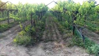 Tafe 30 Di Orchard Plus With Blower In G Farm