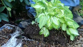 Simple Easy Hosta Propagation.  Multiply One Hosta into Large Numbers.
