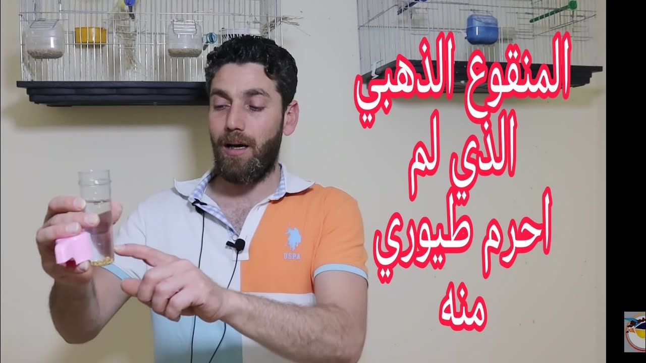 لا تحرم طيورك من هذا الكنز الغذائي الثمين منقوع الشعير