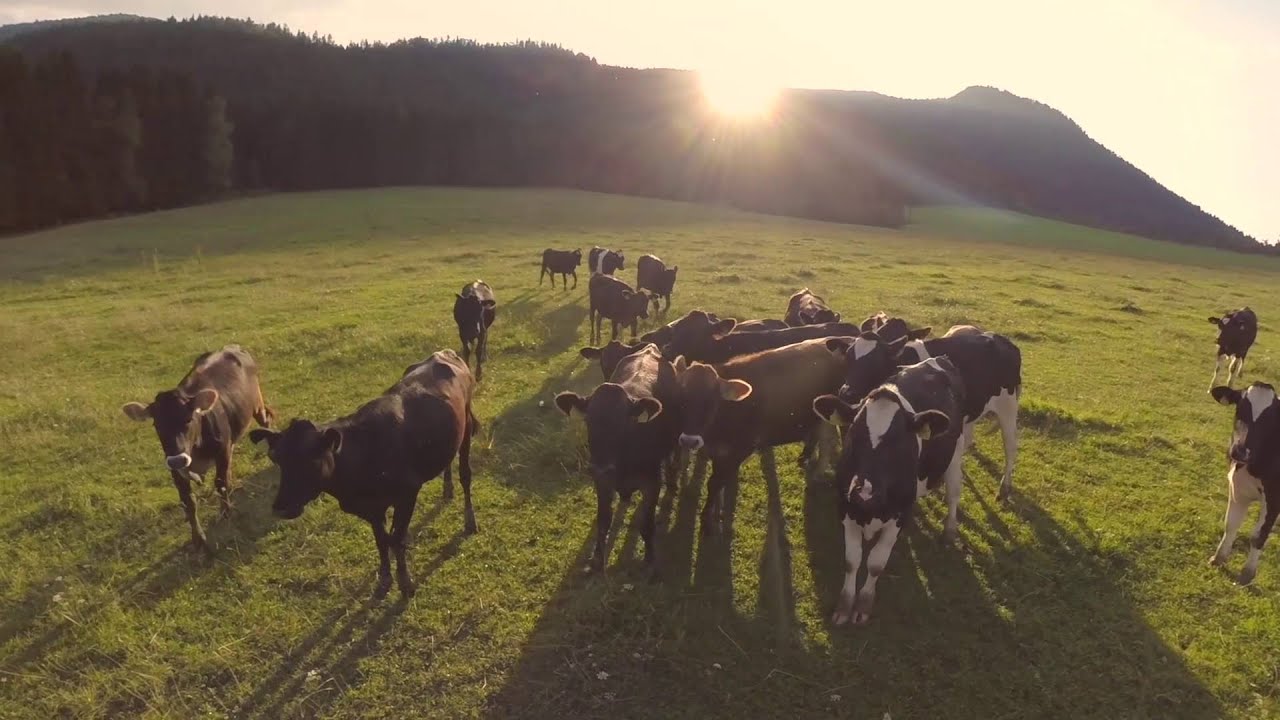 Besök hos Wernersson