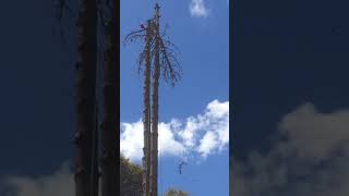 All around tree service