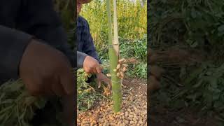 mesin perontok kacang tanah