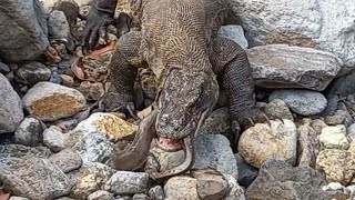 Komodo Dragons Swallow Sea-Dwelling Animals