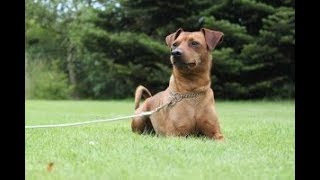 Health Concerns For Miniature Pinscher Dogs
