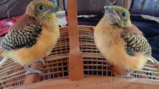 ANAKAN BURUNG LUNTUR HARIMAU