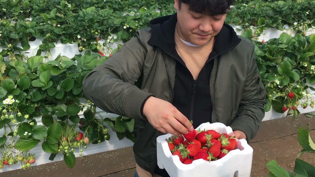 20180224딸기따는 조성현2