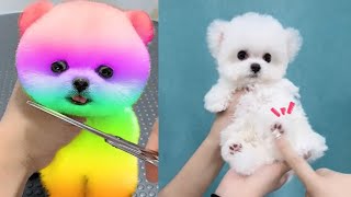 2024 Chó Phốc Sóc Mini 😍 Funny and Cute Pomeranian 😺🐶 | cute animals37