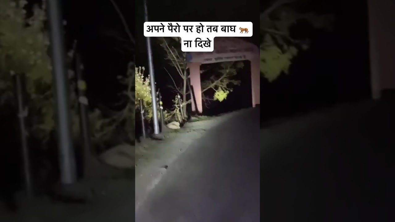 Scary Leopard Roar | Night Drive in Jim Corbett National Park | Jim Corbett Tiger Attack 