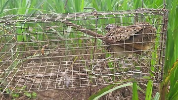 Lấy lòng b.ẩy chuột đi b.ẩy cút rừng dính thấy ham