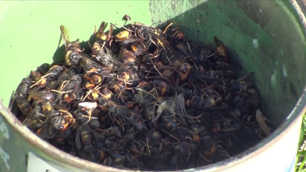 Avispa Asiática 20.