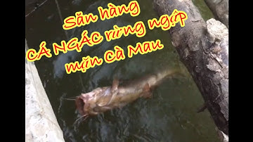 Câu cá Cà Lâu- ý lộn Cà Mau| Lên cá ngát vuông tôm rừng ngập mặn Cà Mau| Fishing is life