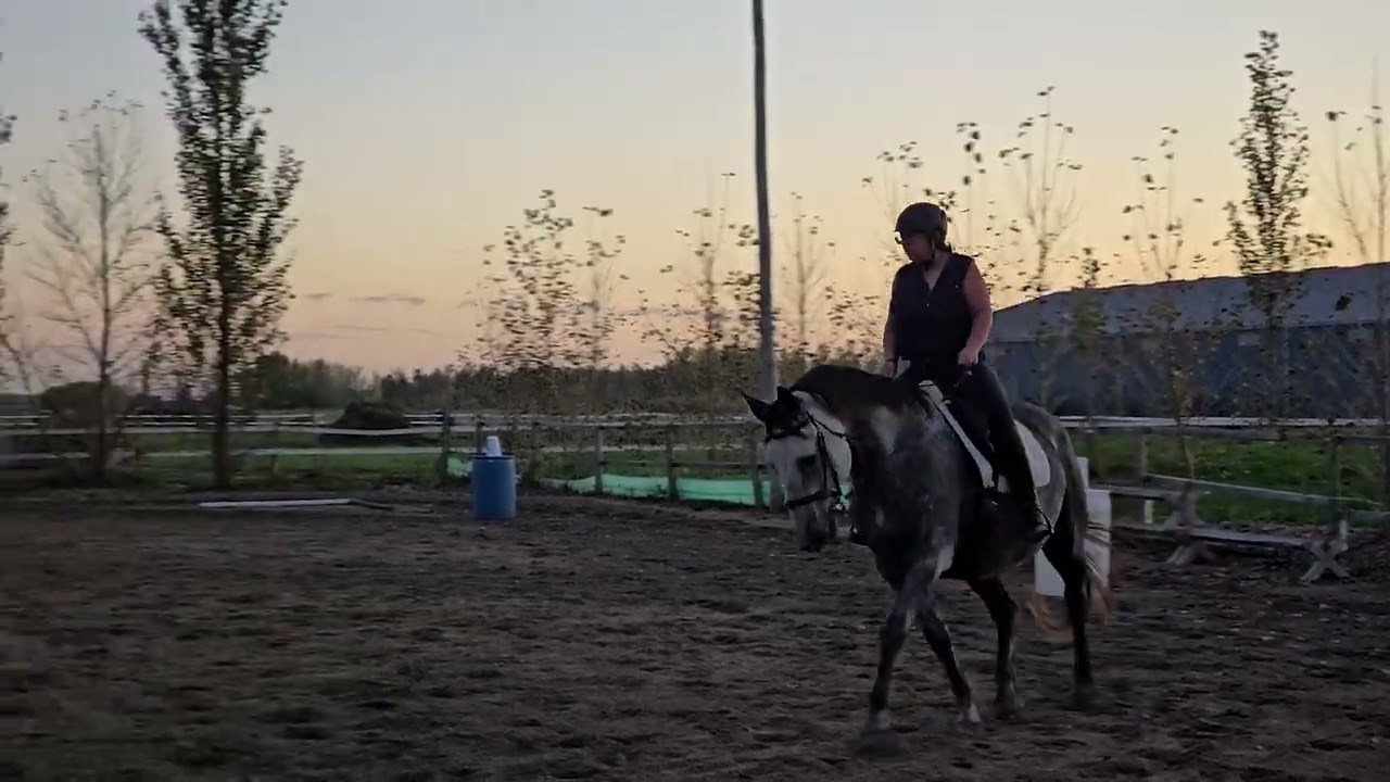 Kick Cancer Dressage Fall 2025 - Kris Bhattacharya and Cestus Sea Intro Test B