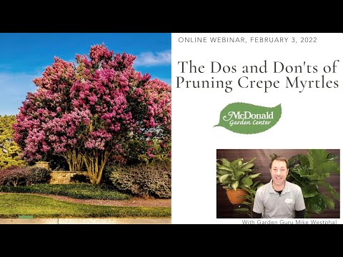 The Dos and Don'ts of Pruning Crepe Myrtles hqdefault