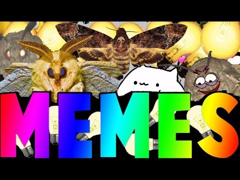 moth-meme-|-lamp-meme